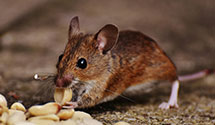 24 Hour & Emergency Exterminators in New Baltimore, VA